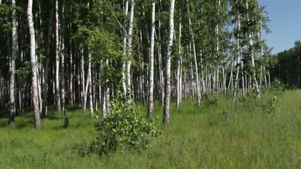White Birch Trees Forest — Stock Video