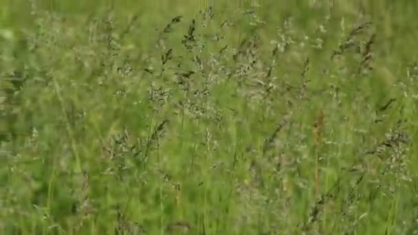 Floresta Bétulas Brancas — Vídeo de Stock