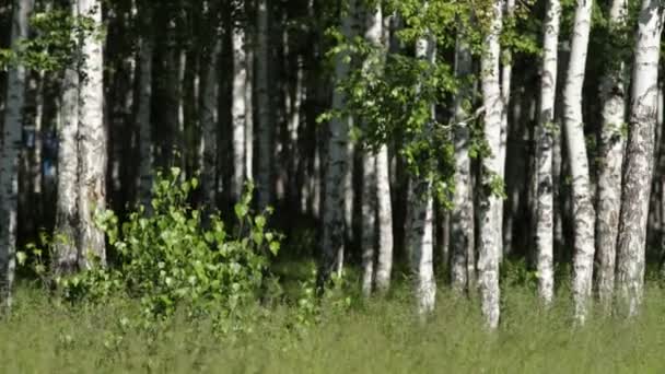 White Birch Trees Forest — Stock Video