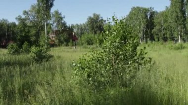 Yaz ormandaki ağaçlar 