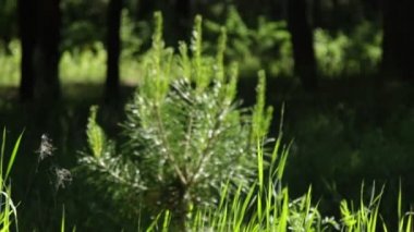 yeşil çimenler tarlada 