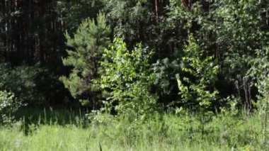 güzel yaz orman görünümü 