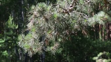 güzel yaz orman görünümü 