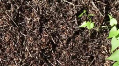 orman karıncalarının büyük karınca tepe