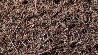 orman karıncalarının büyük karınca tepe