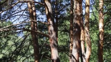 Yaz ormandaki ağaçlar 