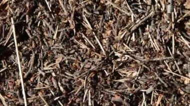 orman karıncalarının büyük karınca tepe