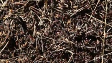 orman karıncalarının büyük karınca tepe