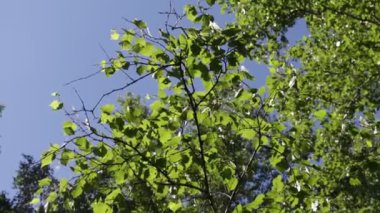 arka planda mavi gökyüzü ile ormanda ağaçlar 