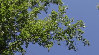 arka planda mavi gökyüzü ile ormanda ağaçlar 