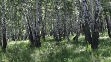 Yaz ormandaki ağaçlar 