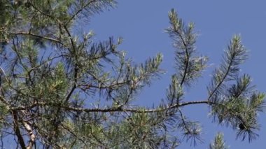 arka planda mavi gökyüzü ile ormanda ağaçlar 