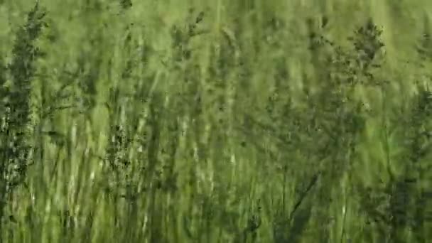 Зеленая Трава Поле — стоковое видео