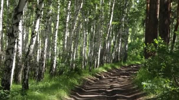 Mooie Zomer Uitzicht Het Bos — Stockvideo