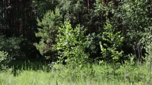 美丽的夏季森林景观 — 图库视频影像