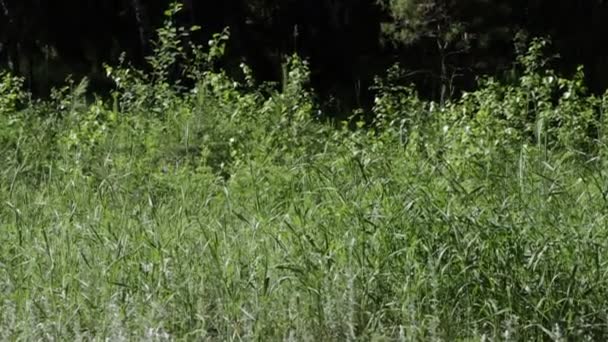 Зеленая Трава Поле — стоковое видео