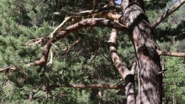 Träden Skogen Sommaren — Stockvideo