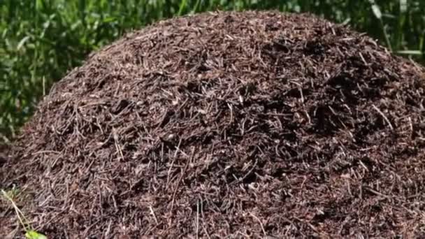 Grande Colina Formiga Formigas Florestais — Vídeo de Stock