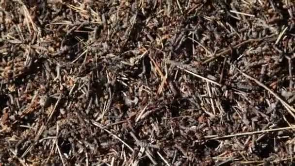 Gran Colina Hormigas Del Bosque — Vídeo de stock