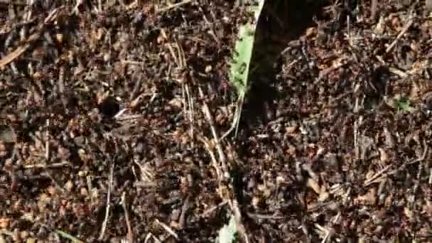 grande fourmilière de fourmis forestières 