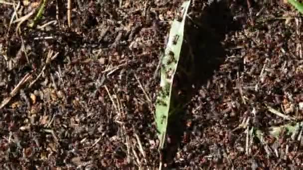 Gran Colina Hormigas Del Bosque — Vídeos de Stock