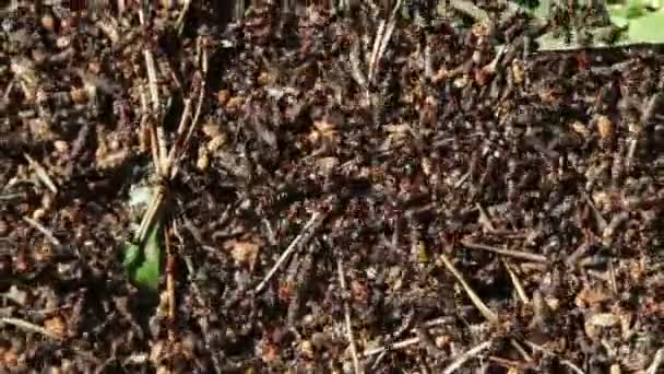 Μεγάλο Λόφο Των Μυρμηγκιών Των Δασών — Αρχείο Βίντεο