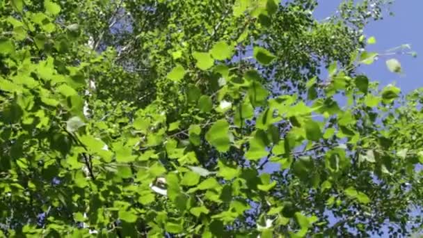 Alberi Nella Foresta Con Cielo Blu Sullo Sfondo — Video Stock