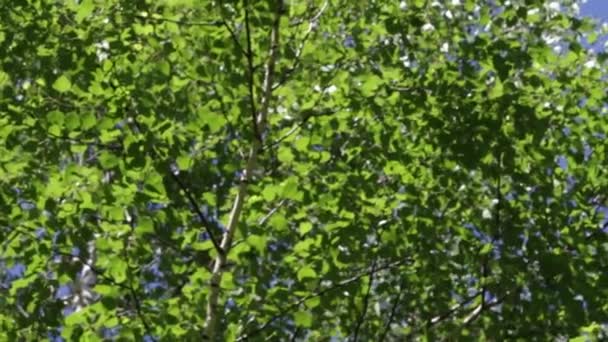 Bäume Wald Mit Blauem Himmel Hintergrund — Stockvideo