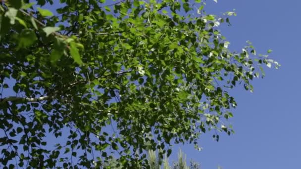 Árboles Bosque Con Cielo Azul Fondo — Vídeos de Stock
