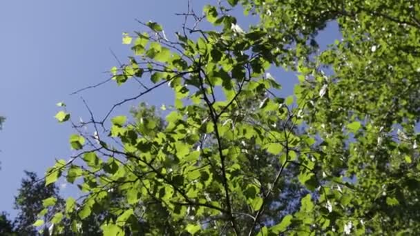 Alberi Nella Foresta Con Cielo Blu Sullo Sfondo — Video Stock