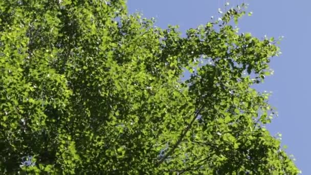Arbres Dans Forêt Avec Ciel Bleu Sur Fond — Video