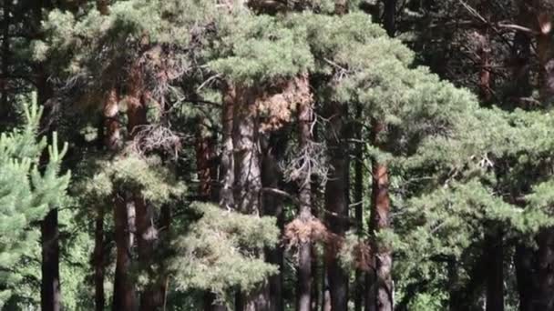 树在夏天森林 — 图库视频影像