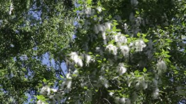 arka planda mavi gökyüzü ile ormanda ağaçlar 