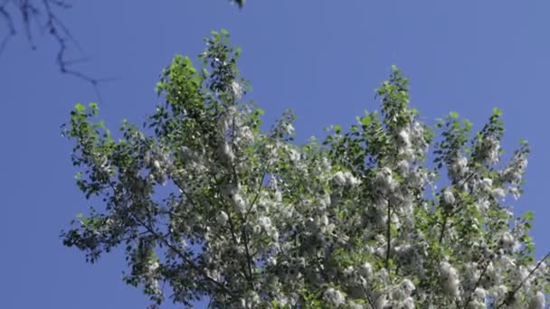 Arka Planda Mavi Gökyüzü Ile Ormanda Ağaçlar — Stok video