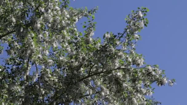 Trees Forest Blue Sky Background — Stock Video