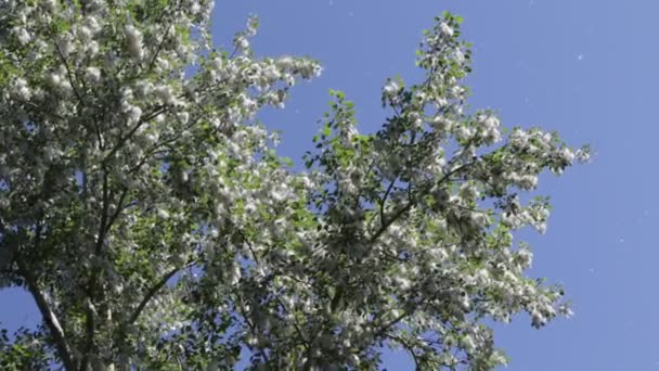 Träd Skogen Med Blå Himmel Bakgrunden — Stockvideo