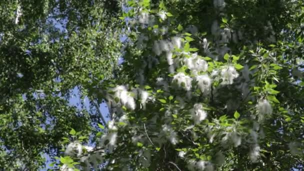 Árvores Floresta Com Céu Azul Fundo — Vídeo de Stock