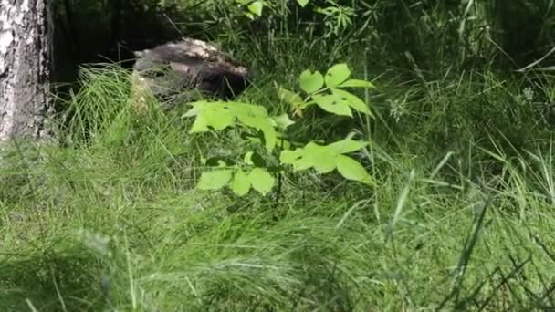 Groen Gras Het Veld — Stockvideo