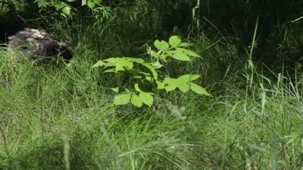 herbe verte dans le champ 