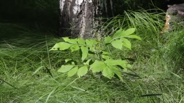 Erba Verde Nel Campo — Video Stock