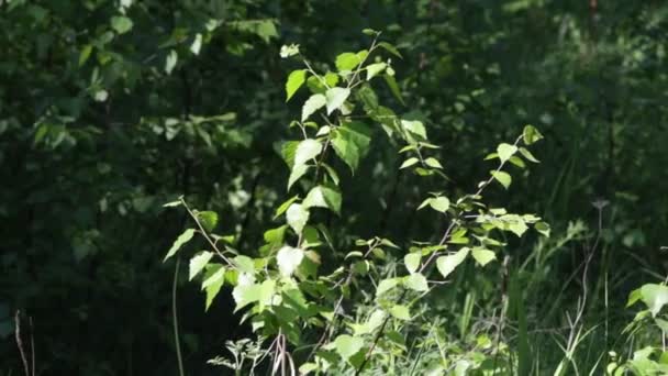 Groene Struiken Het Zomer Veld — Stockvideo