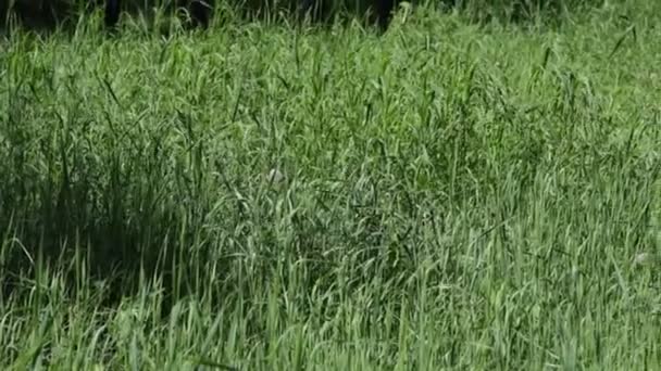 herbe verte dans le champ 