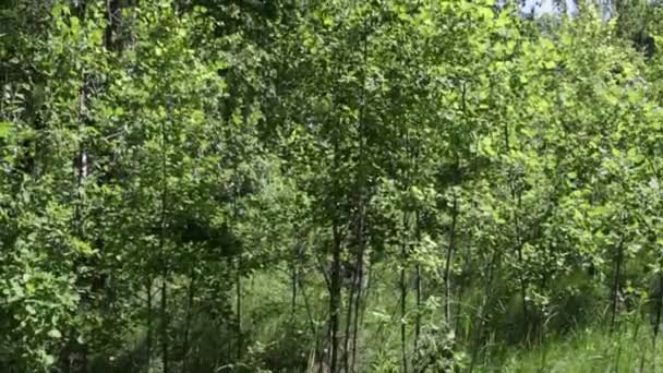 Träden Skogen Sommaren — Stockvideo