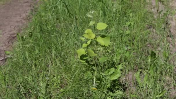 Hierba Verde Campo — Vídeos de Stock