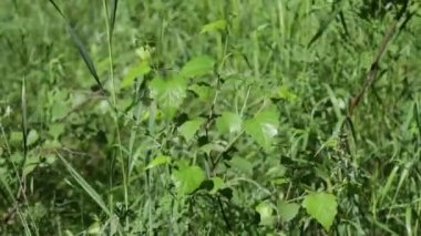 yaz tarlasında yeşil çim 