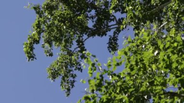 arka planda mavi gökyüzü ile ormanda ağaçlar 