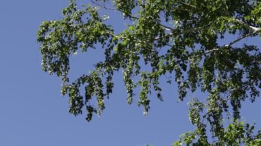 arka planda mavi gökyüzü ile ormanda ağaçlar 