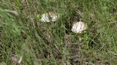 Yeşil çimenlerde büyüyen mantarlar 