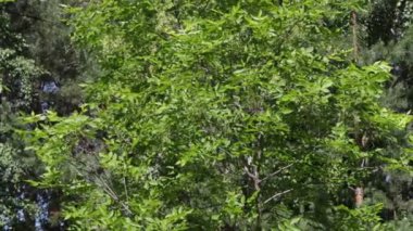 Yaz ormandaki ağaçlar 