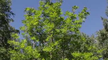 arka planda mavi gökyüzü ile ormanda ağaçlar 